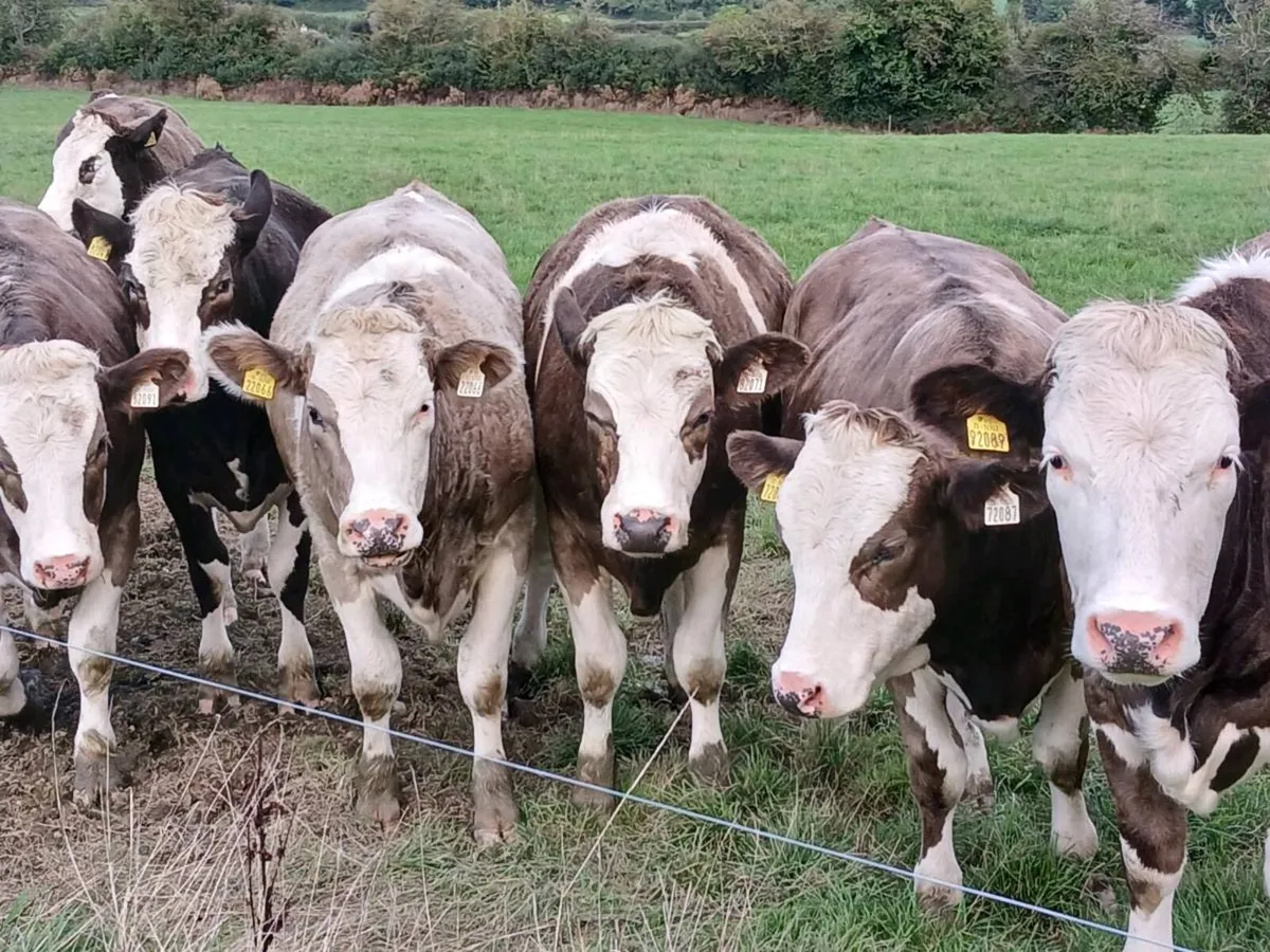 Simmental heifers - Image 2