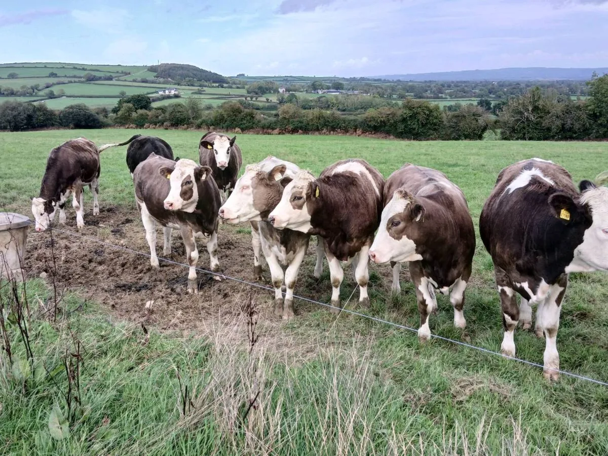 Simmental heifers - Image 1