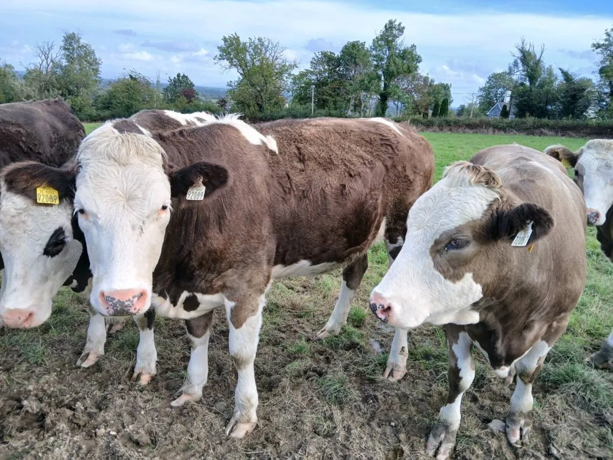 Simmental heifers - Image 3