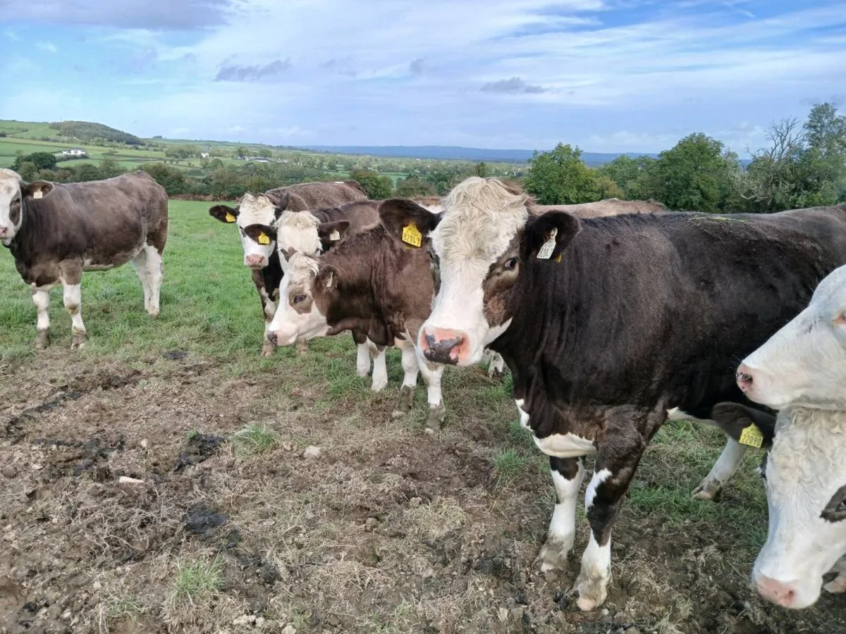 Simmental heifers - Image 4