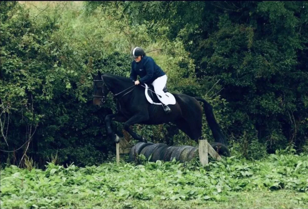 Beautiful 16.2 ISH mare - Image 2