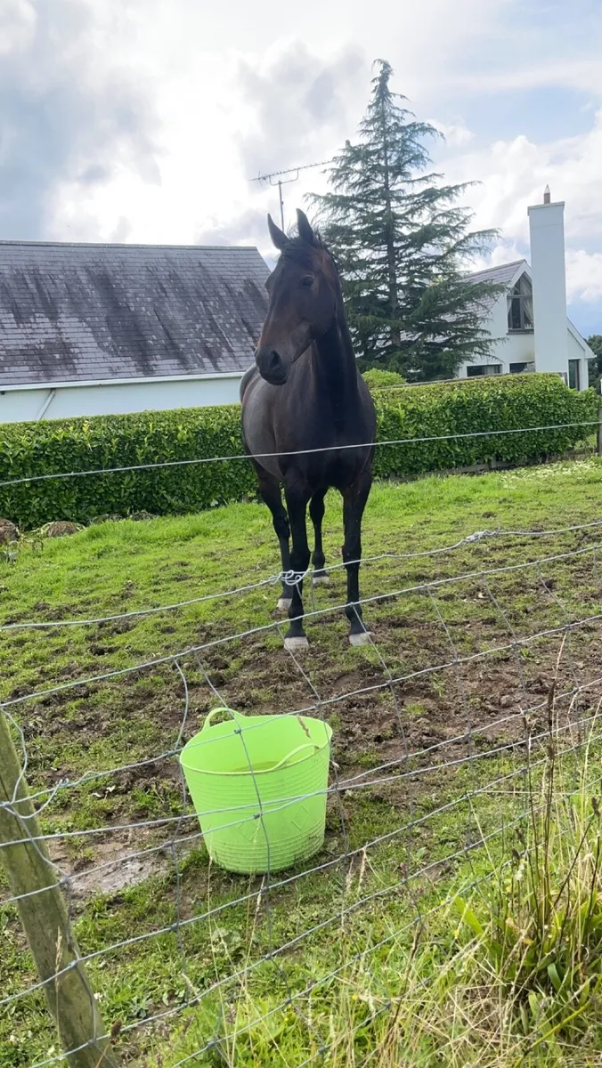 Beautiful 16.2 ISH mare - Image 4