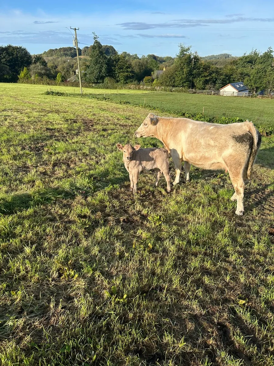 Cows with calves - Image 2