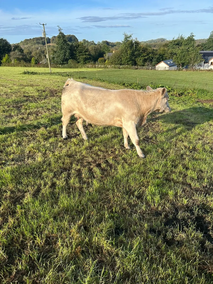 Cows with calves - Image 3