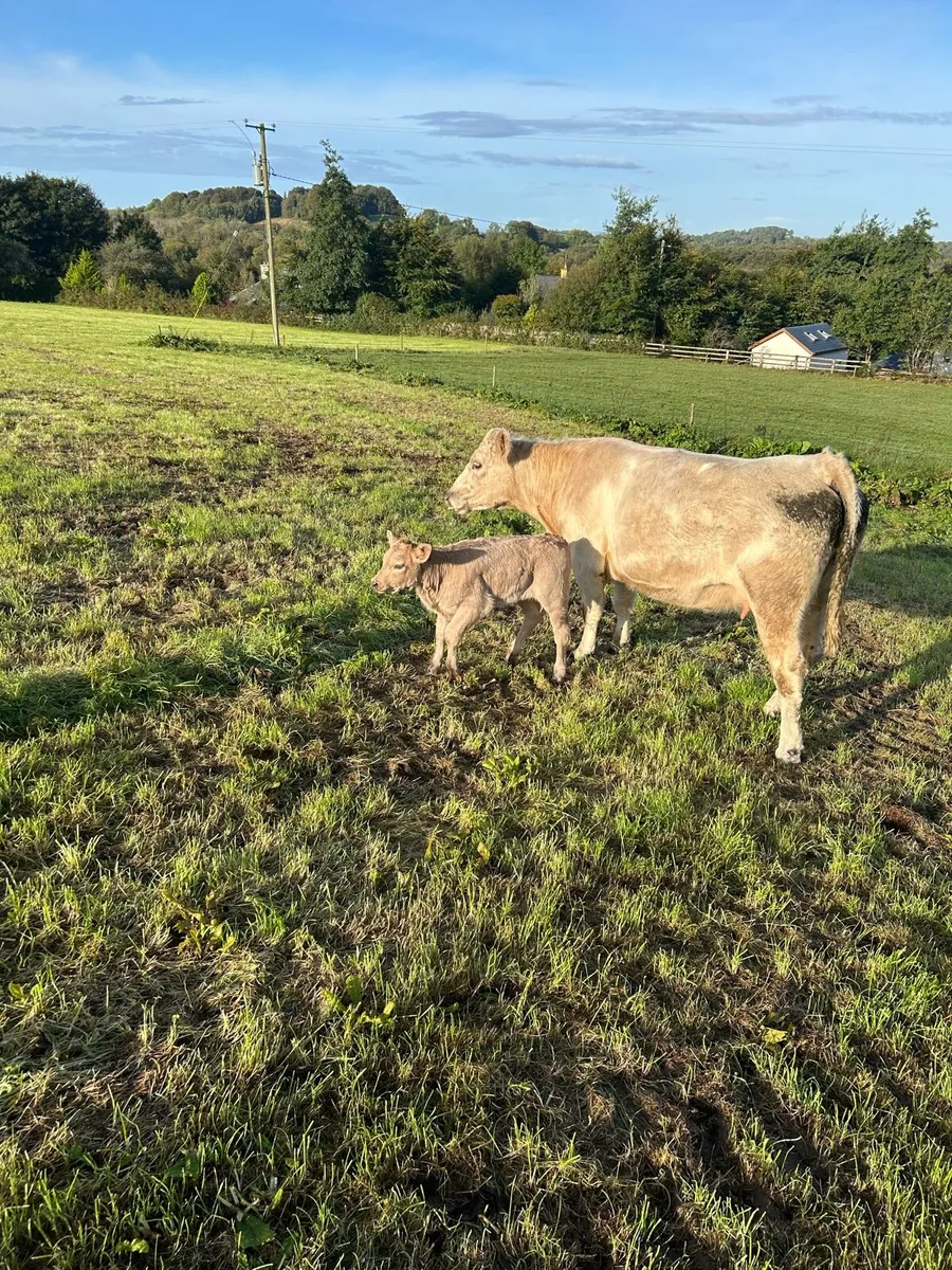 Cows with calves - Image 4