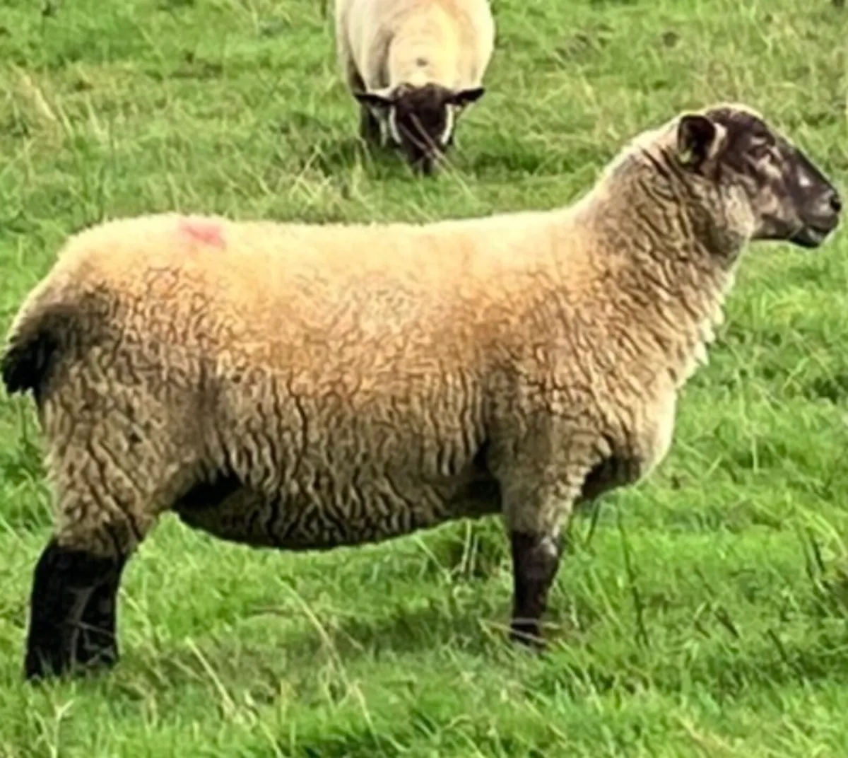 Charolais Hoggets - Image 3