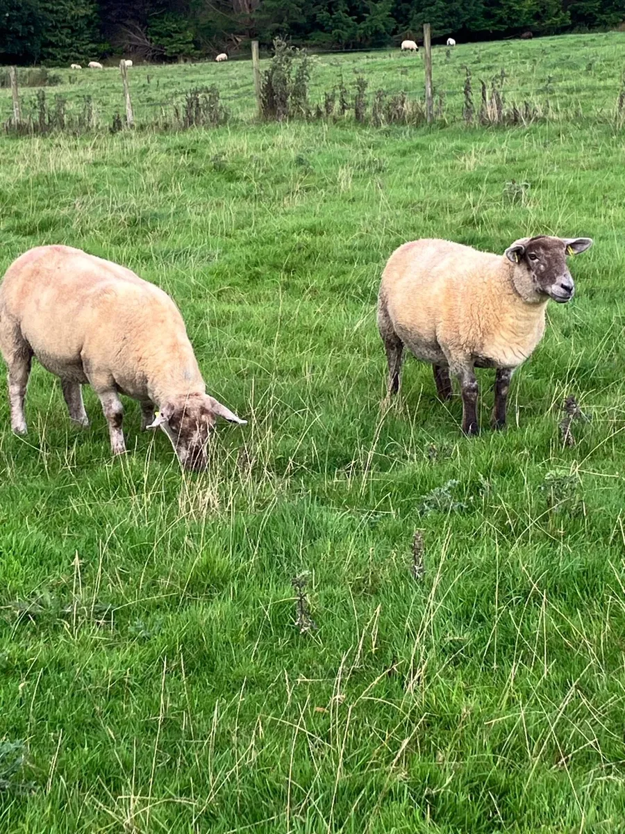 Charolais Hoggets - Image 1