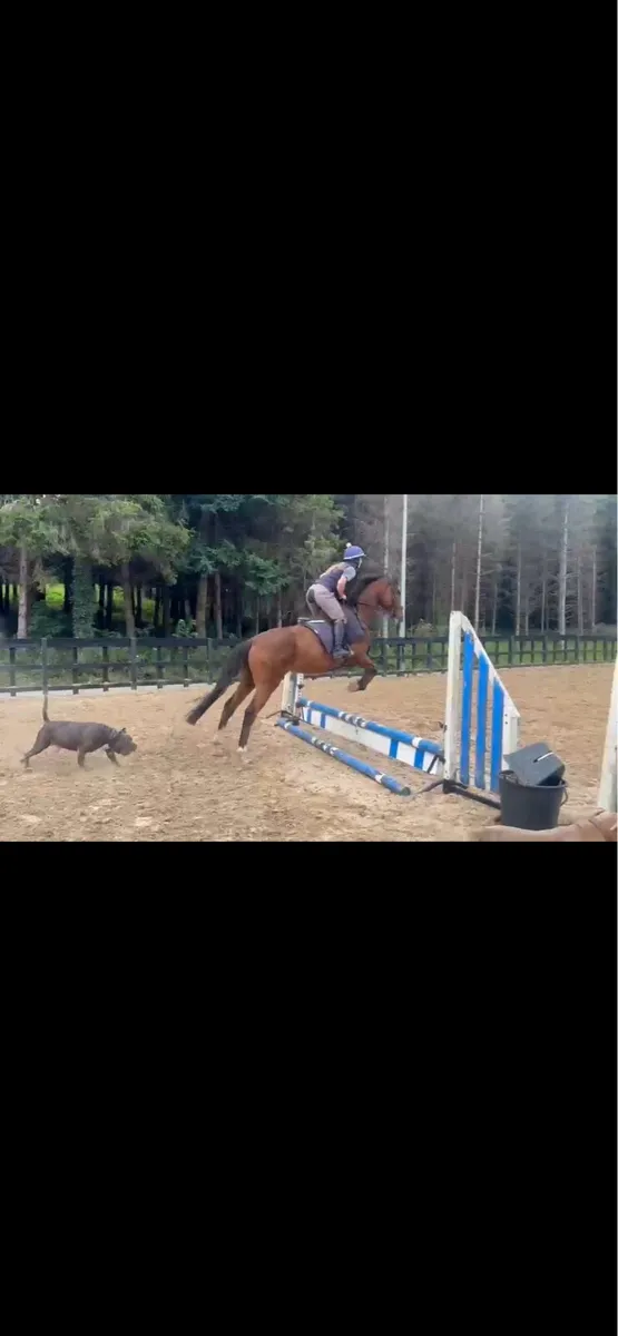 Absolute gentleman “TB Gelding” - Image 1