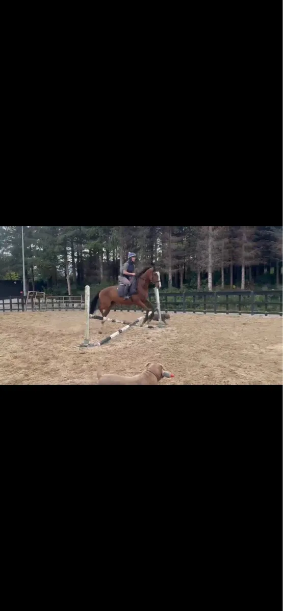 Absolute gentleman “TB Gelding” - Image 2