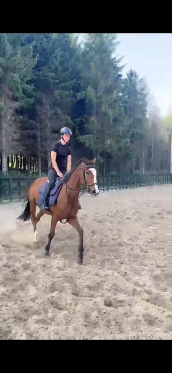 Absolute gentleman “TB Gelding” - Image 3