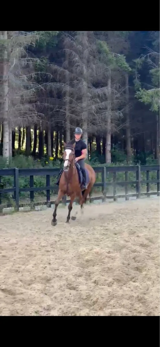 Absolute gentleman “TB Gelding” - Image 4