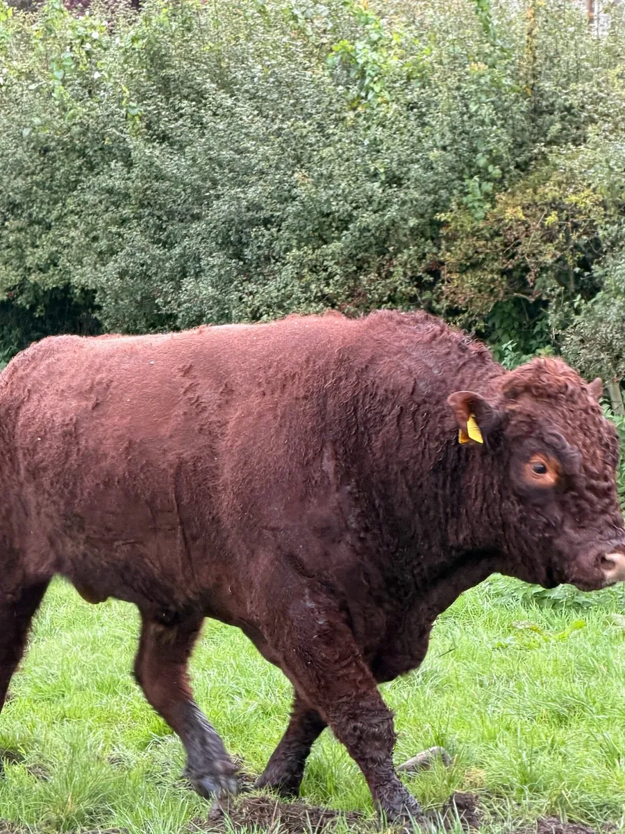 Pedigree Saler bull - Image 2