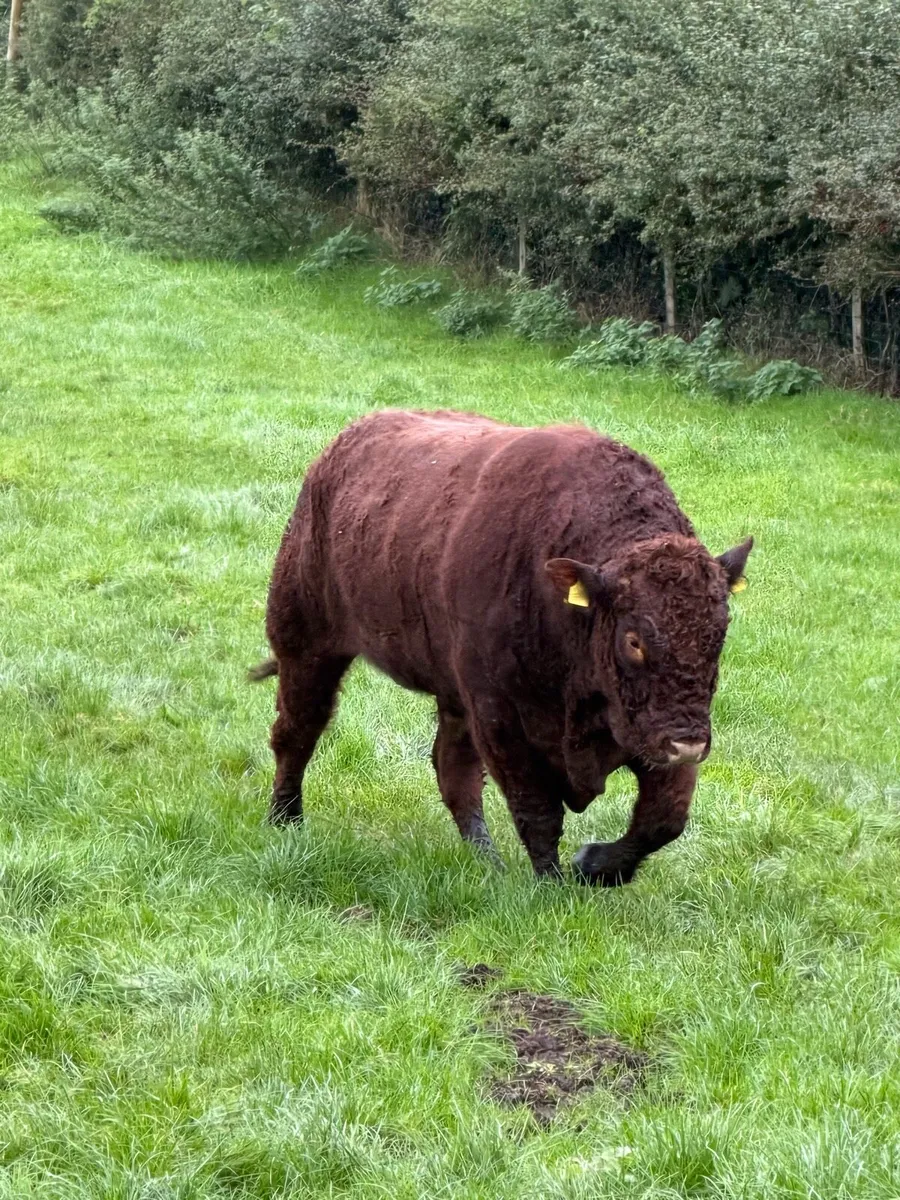 Pedigree Saler bull - Image 3