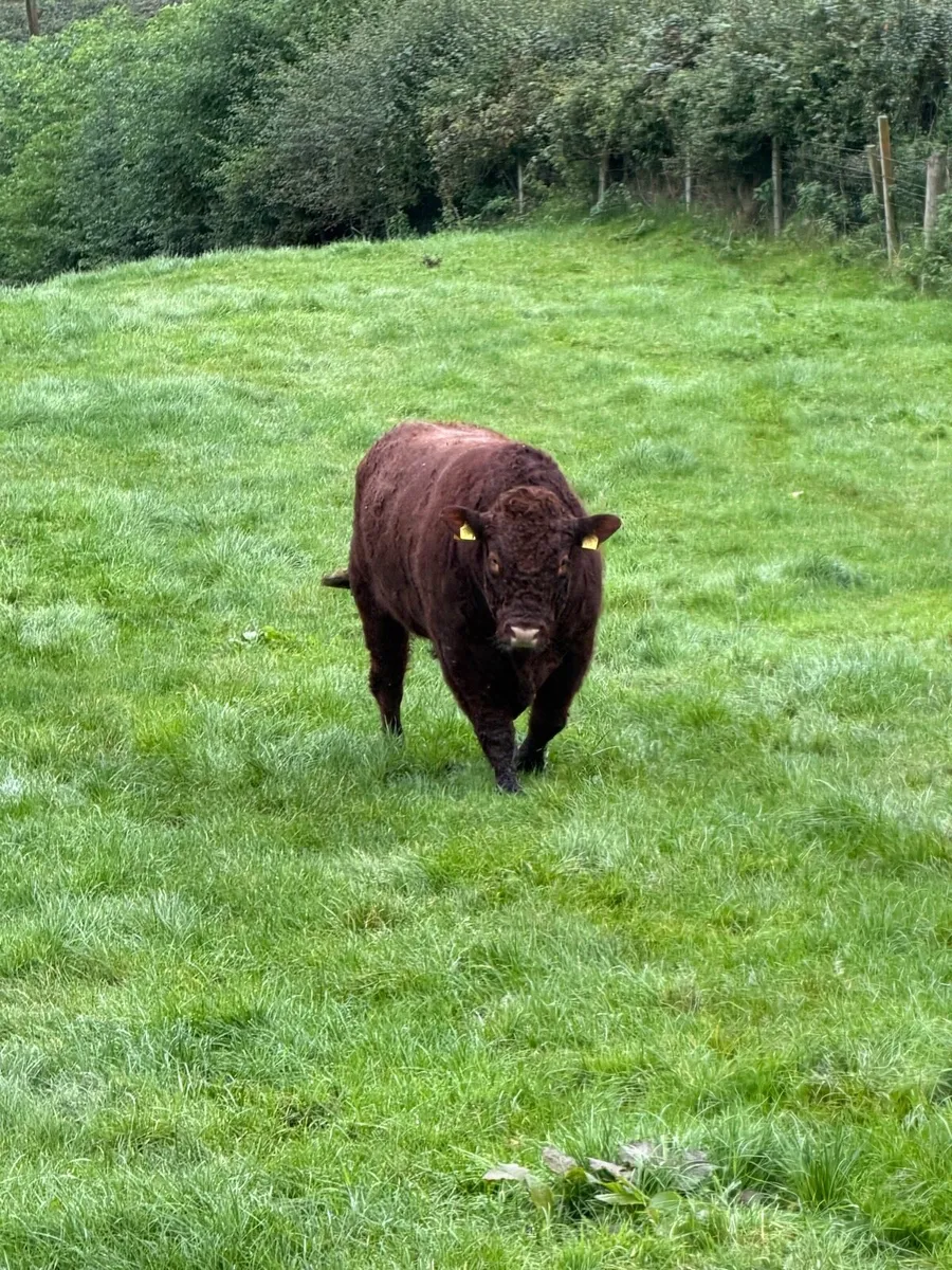 Pedigree Saler bull - Image 4