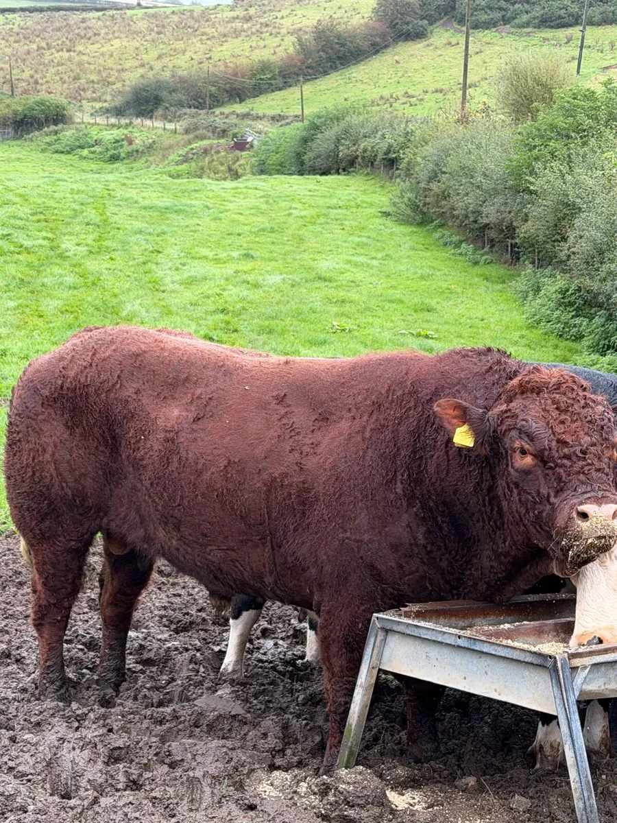 Pedigree Saler bull - Image 1