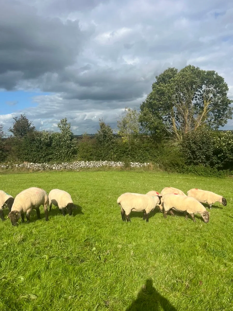 Suffolk X Hoggets - Image 2