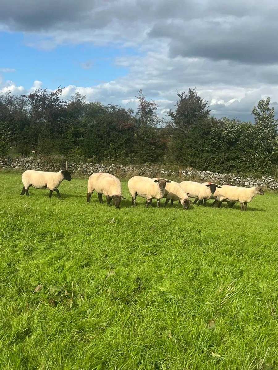 Suffolk X Hoggets - Image 3