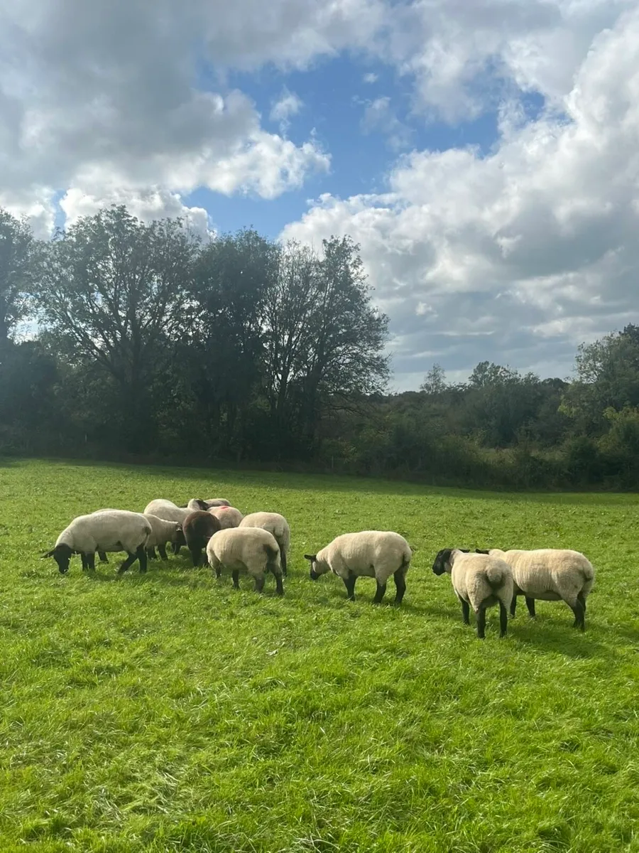 Suffolk X Hoggets - Image 4