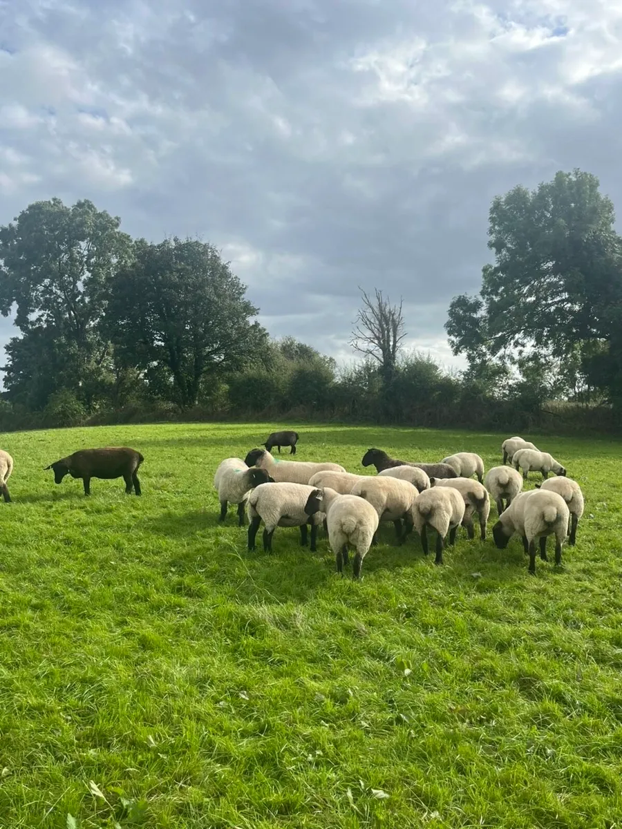 Suffolk X Hoggets - Image 1