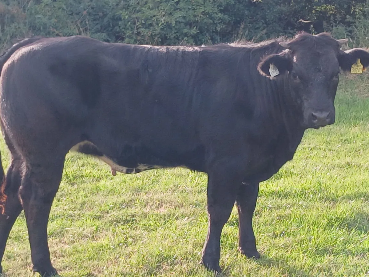 Heifer - Image 2