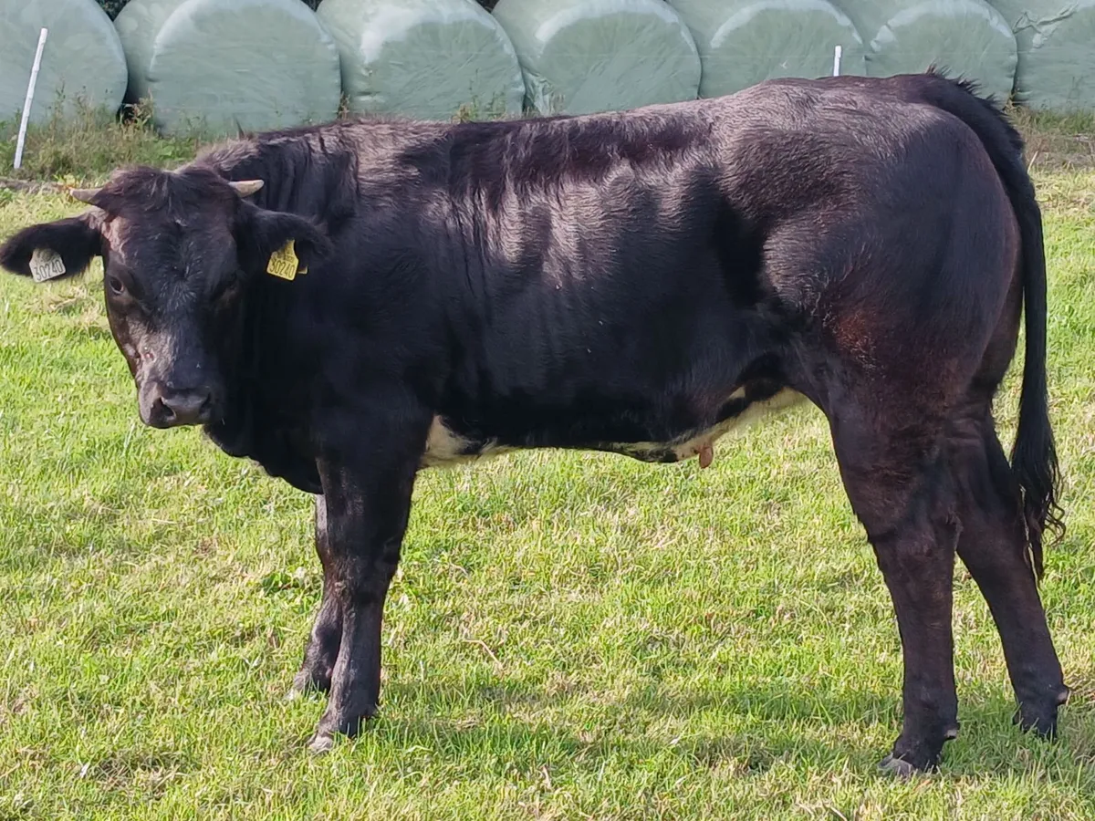 Heifer - Image 3