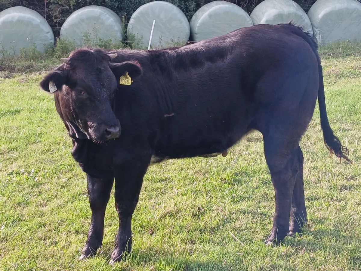 Heifer - Image 4