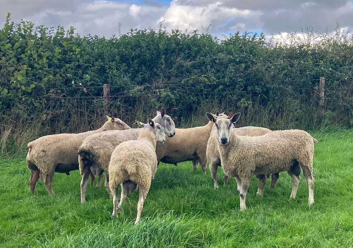 3 Hogget Rams - Image 2