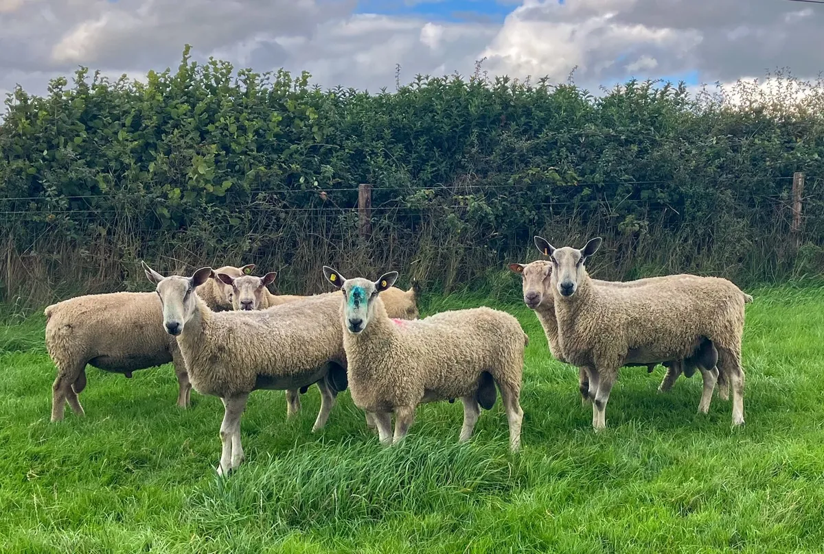 3 Hogget Rams - Image 3