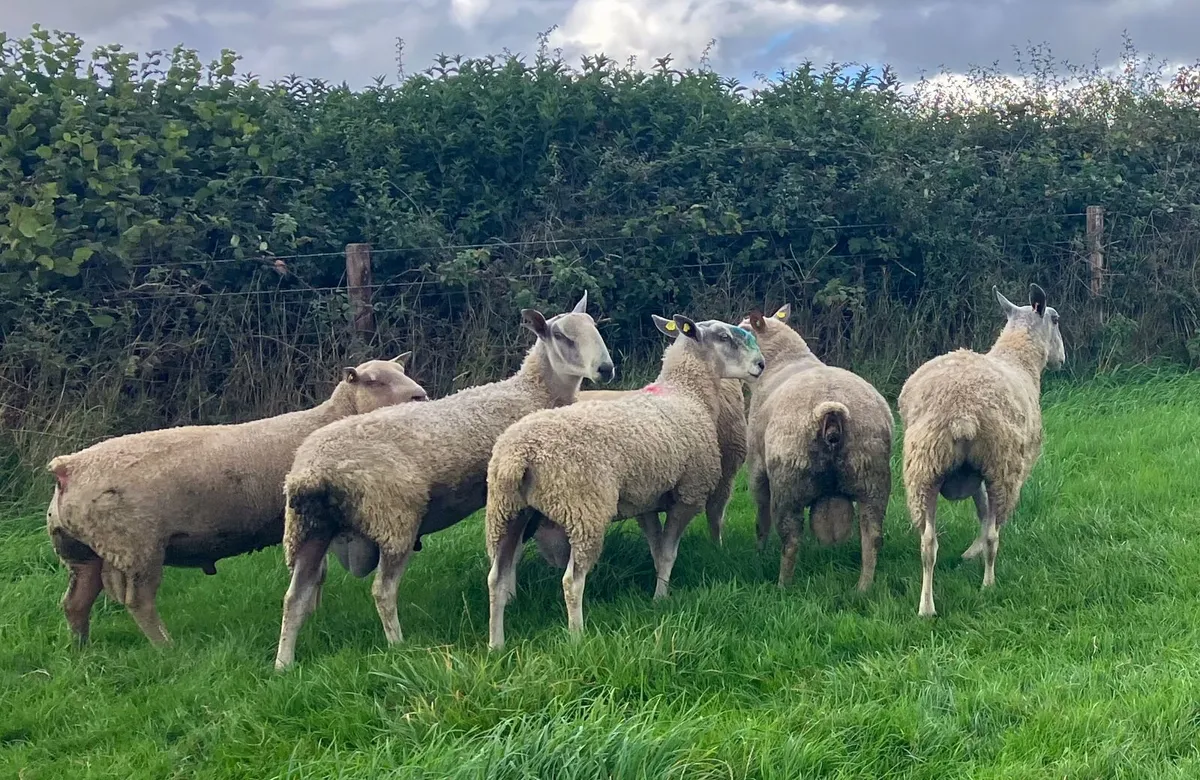 3 Hogget Rams - Image 4