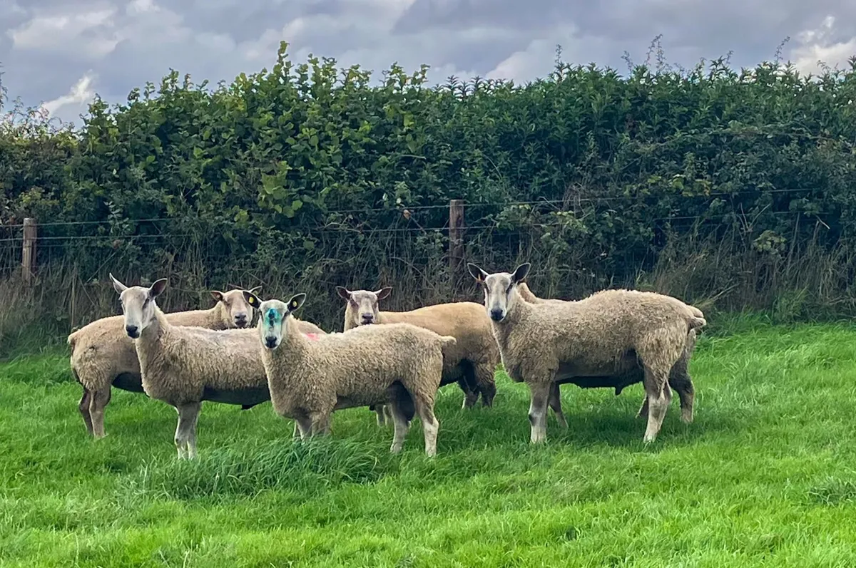 3 Hogget Rams - Image 1