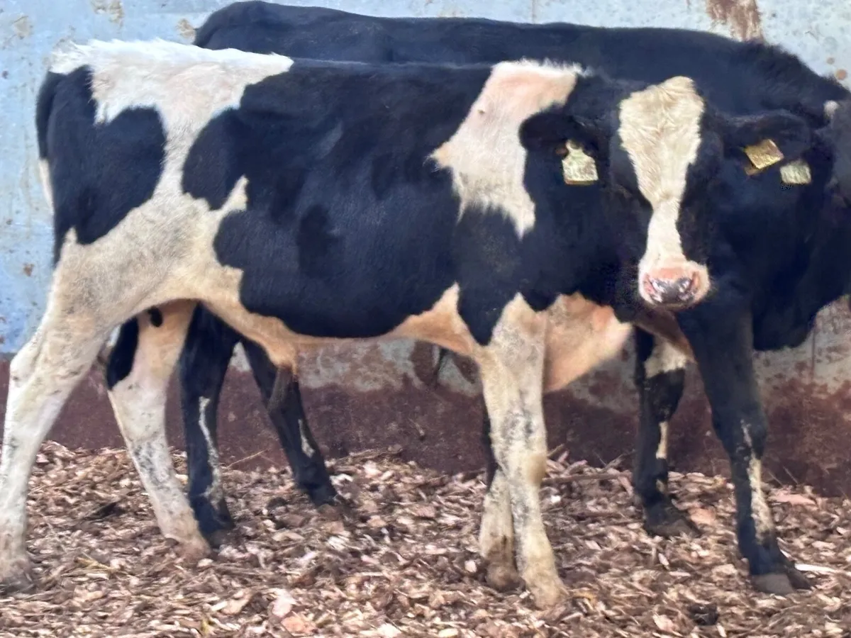 5 Freisan bulls Weanlings for sale @€545 - Image 2