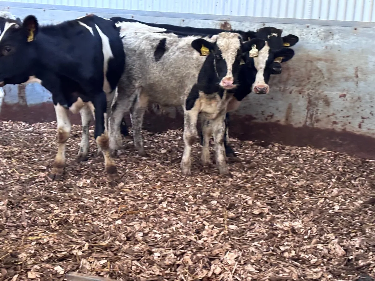 5 Freisan bulls Weanlings for sale @€545 - Image 1
