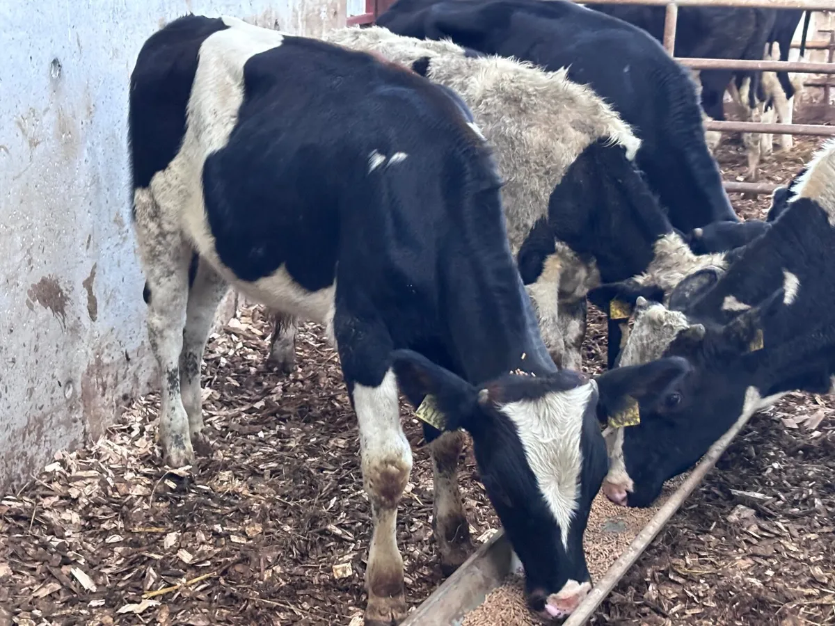 5 Freisan bulls Weanlings for sale @€545 - Image 3