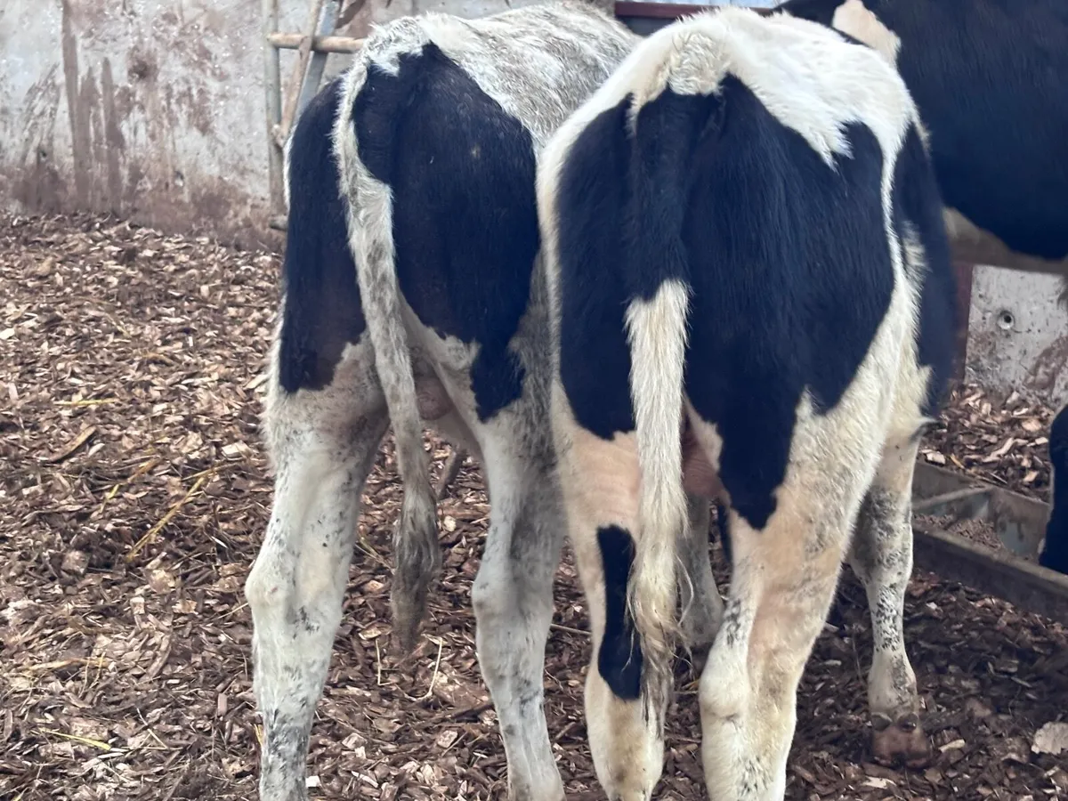 5 Freisan bulls Weanlings for sale @€545 - Image 4