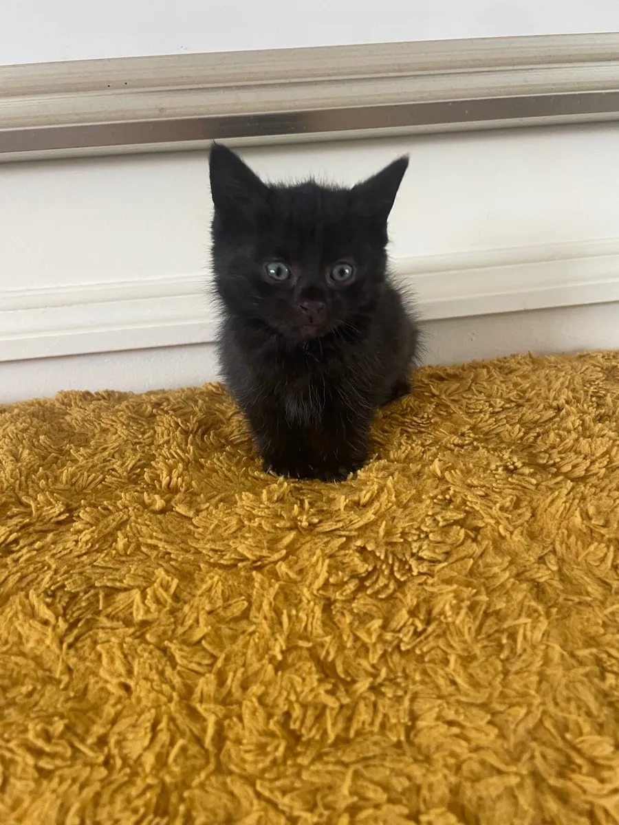Kittens - Image 1
