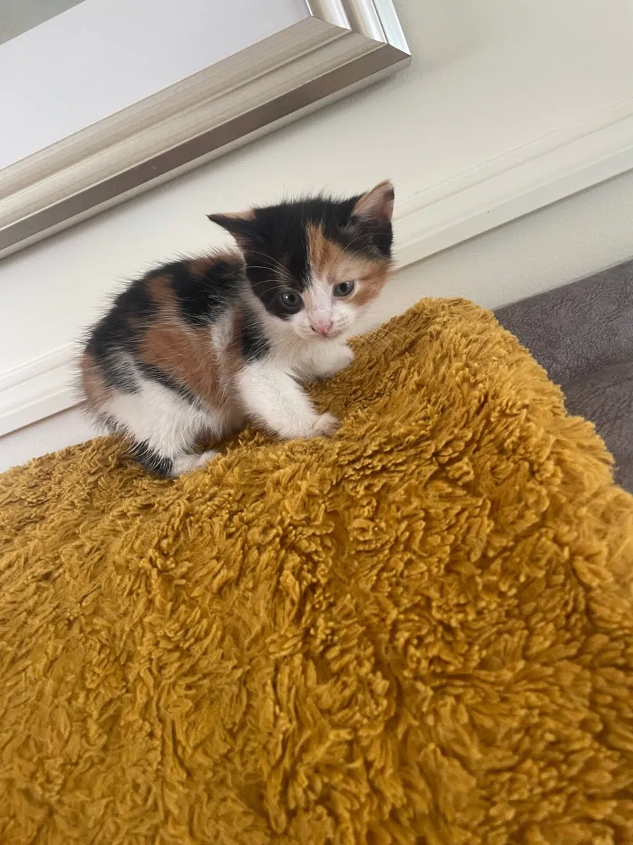 Kittens - Image 3