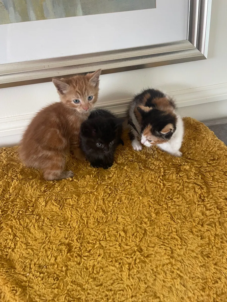 Kittens - Image 4