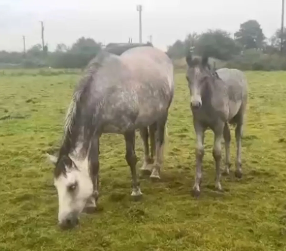 Connemara Colt foals - Image 1
