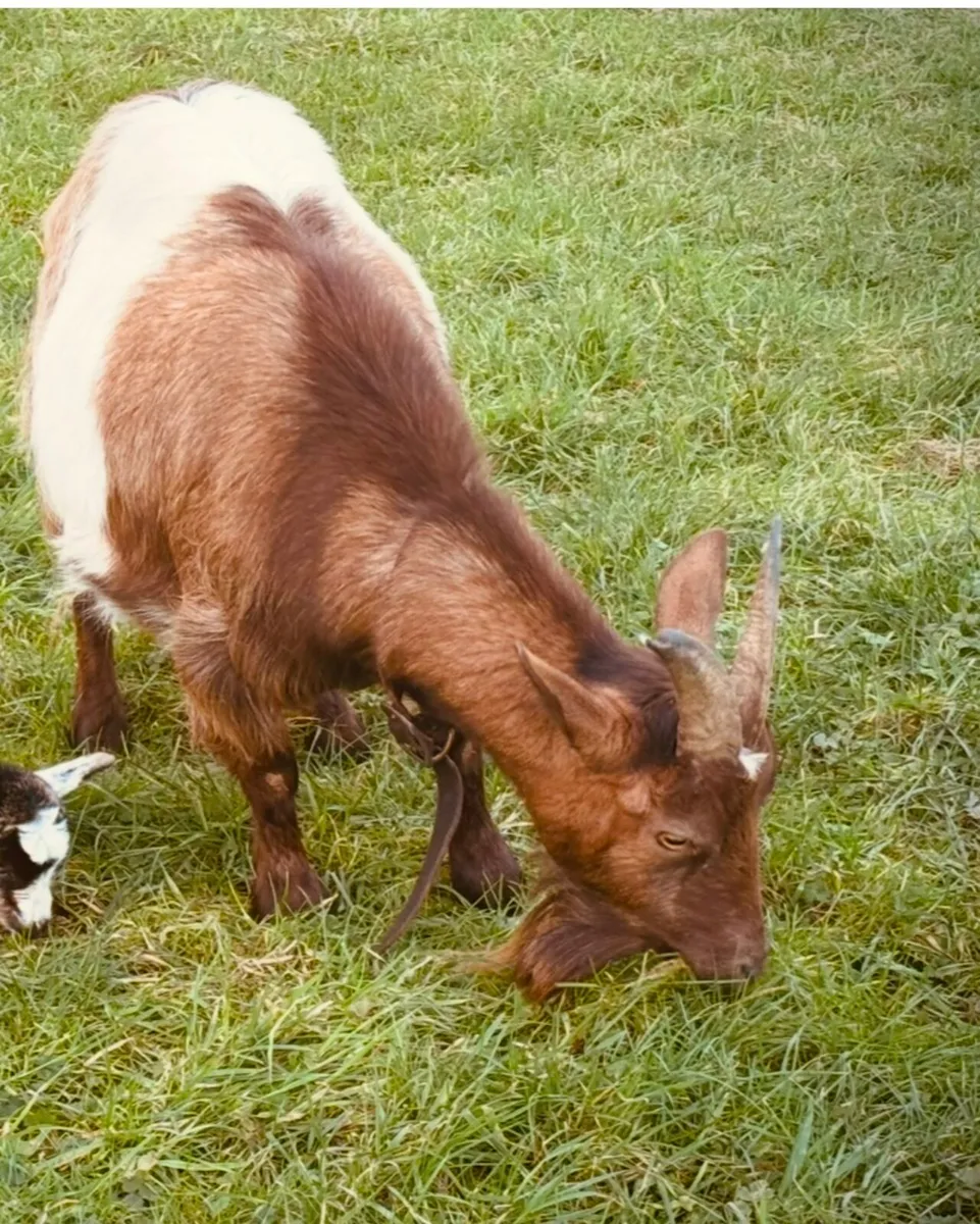 Pygmy Goats - Image 3