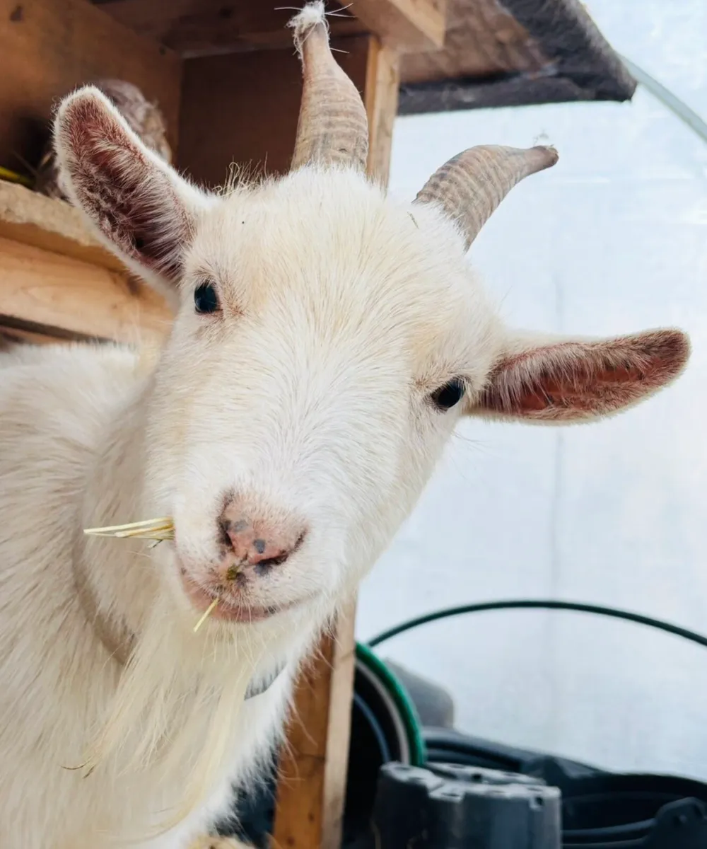 Pygmy Goats - Image 1
