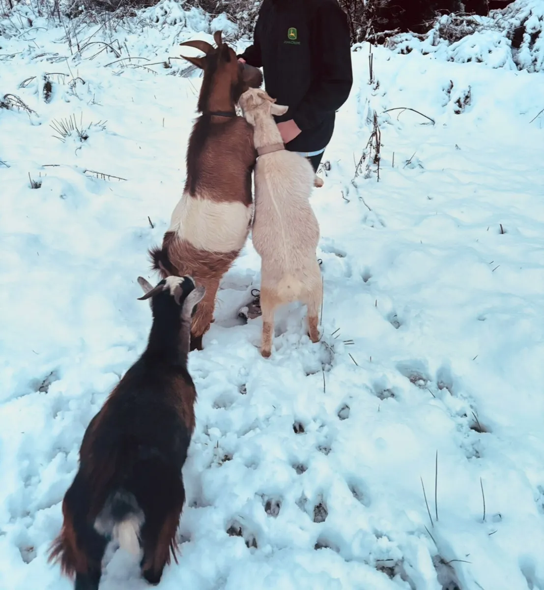 Pygmy Goats - Image 4