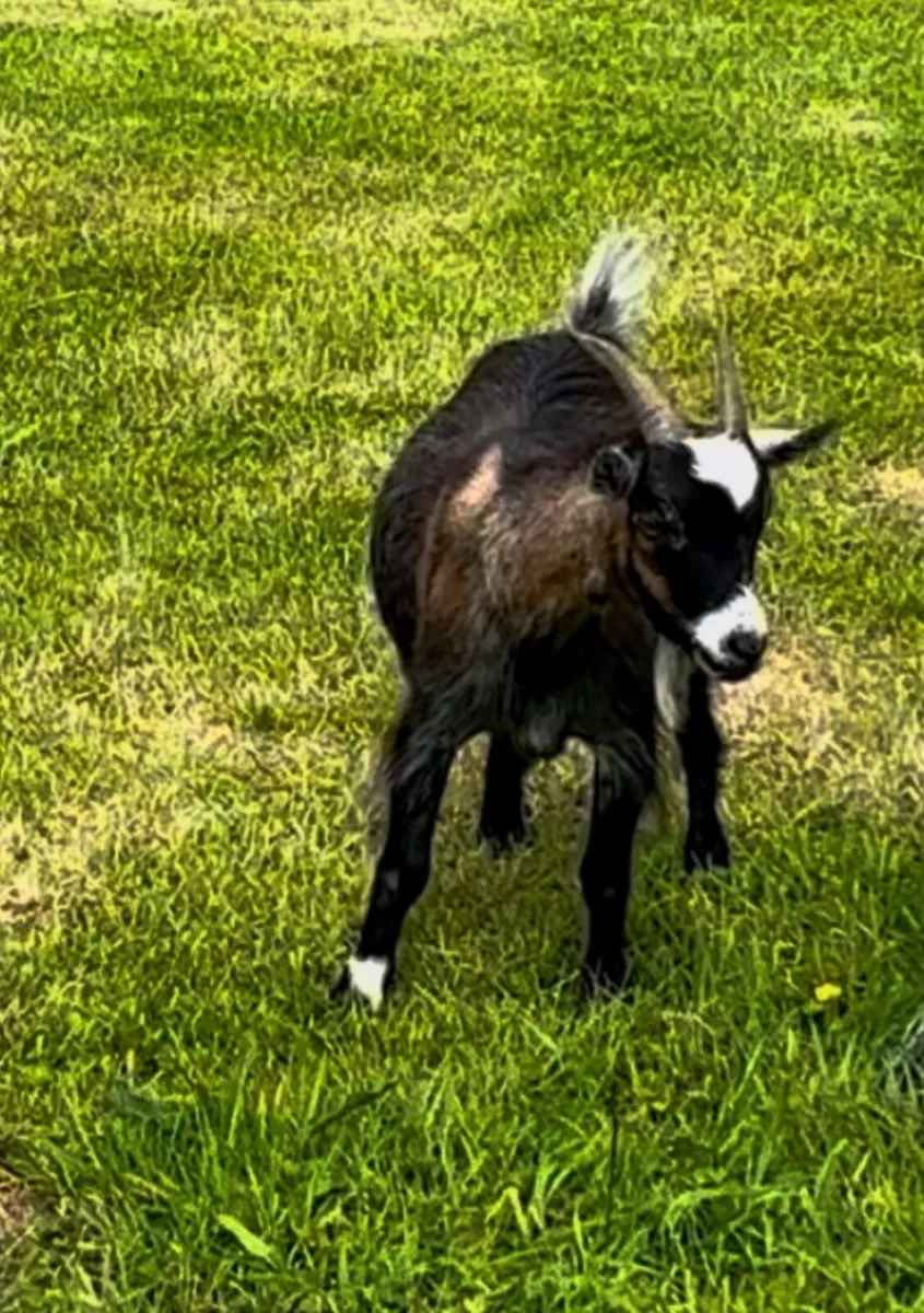 Pygmy Goats - Image 2