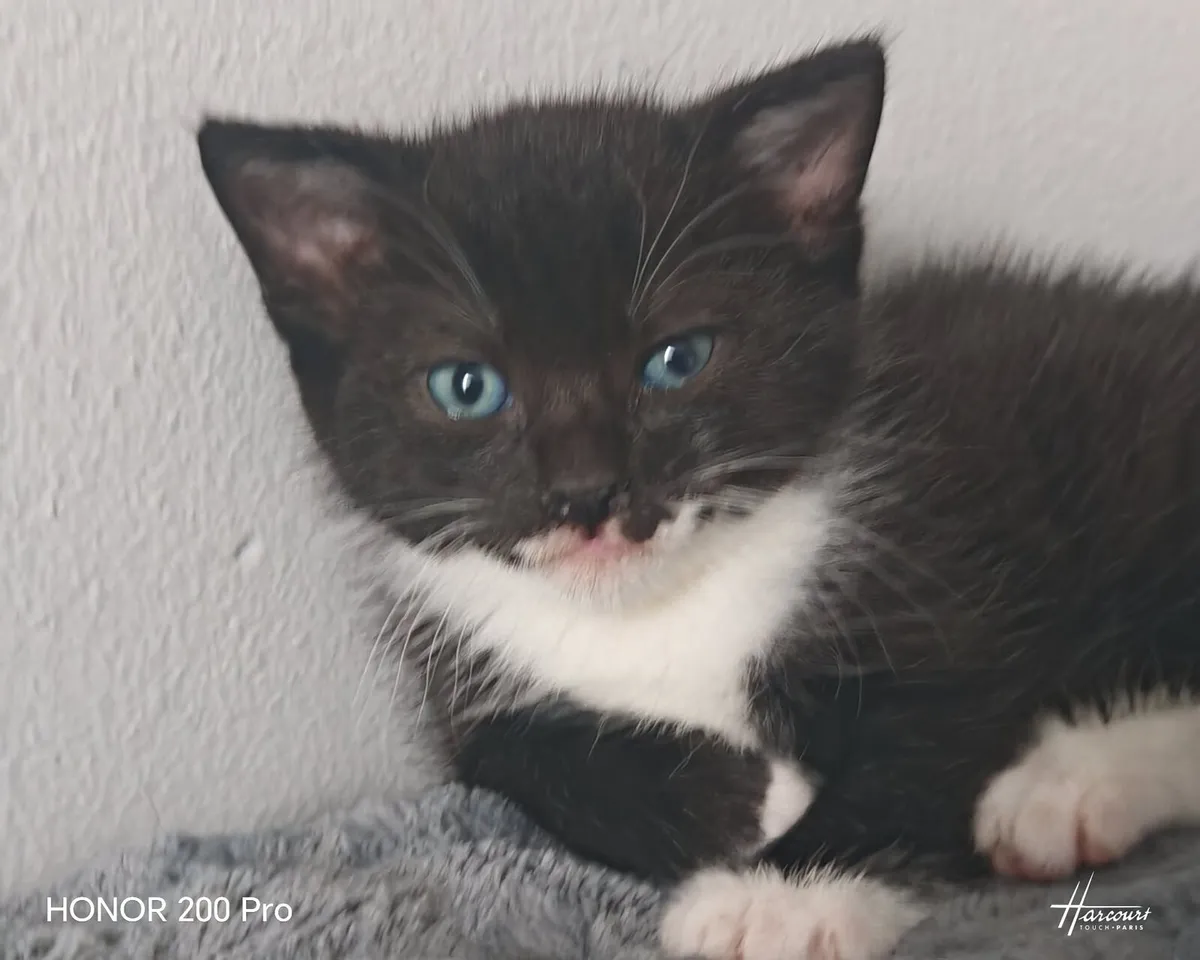 Kittens - Image 2