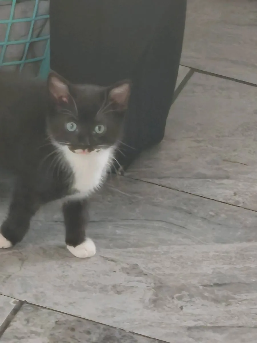 Kittens - Image 4