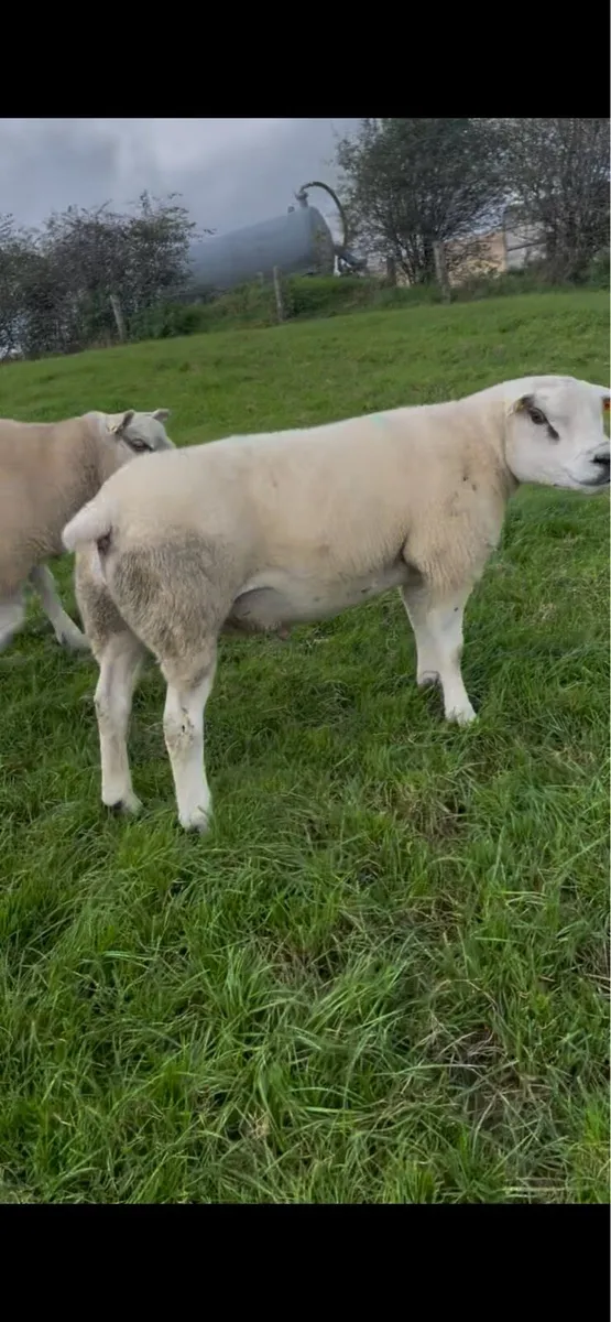 Pedigree texel hogget rams - Image 2