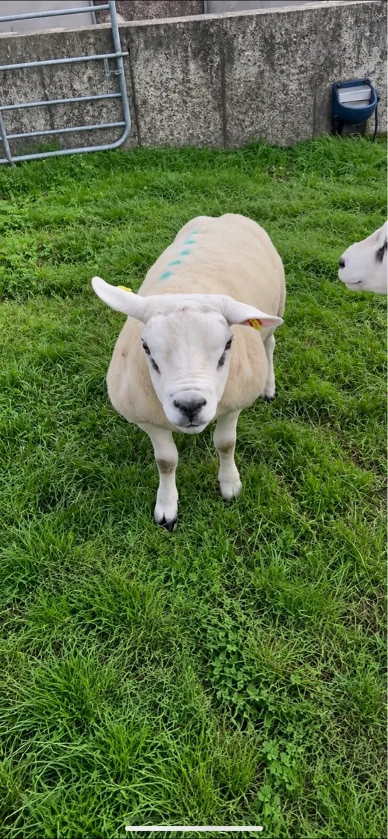 Pedigree texel hogget rams - Image 4
