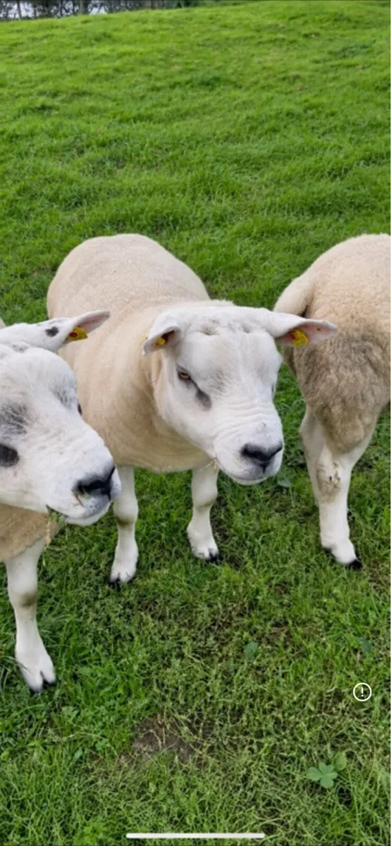 Pedigree texel hogget rams - Image 1