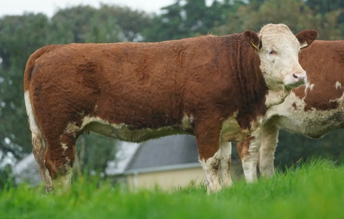 Simmental X Heifers for sale - Image 1