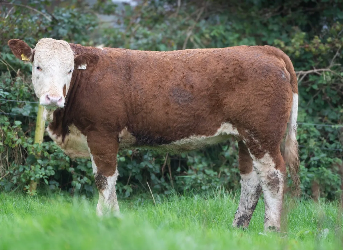 Simmental X Heifers for sale - Image 2