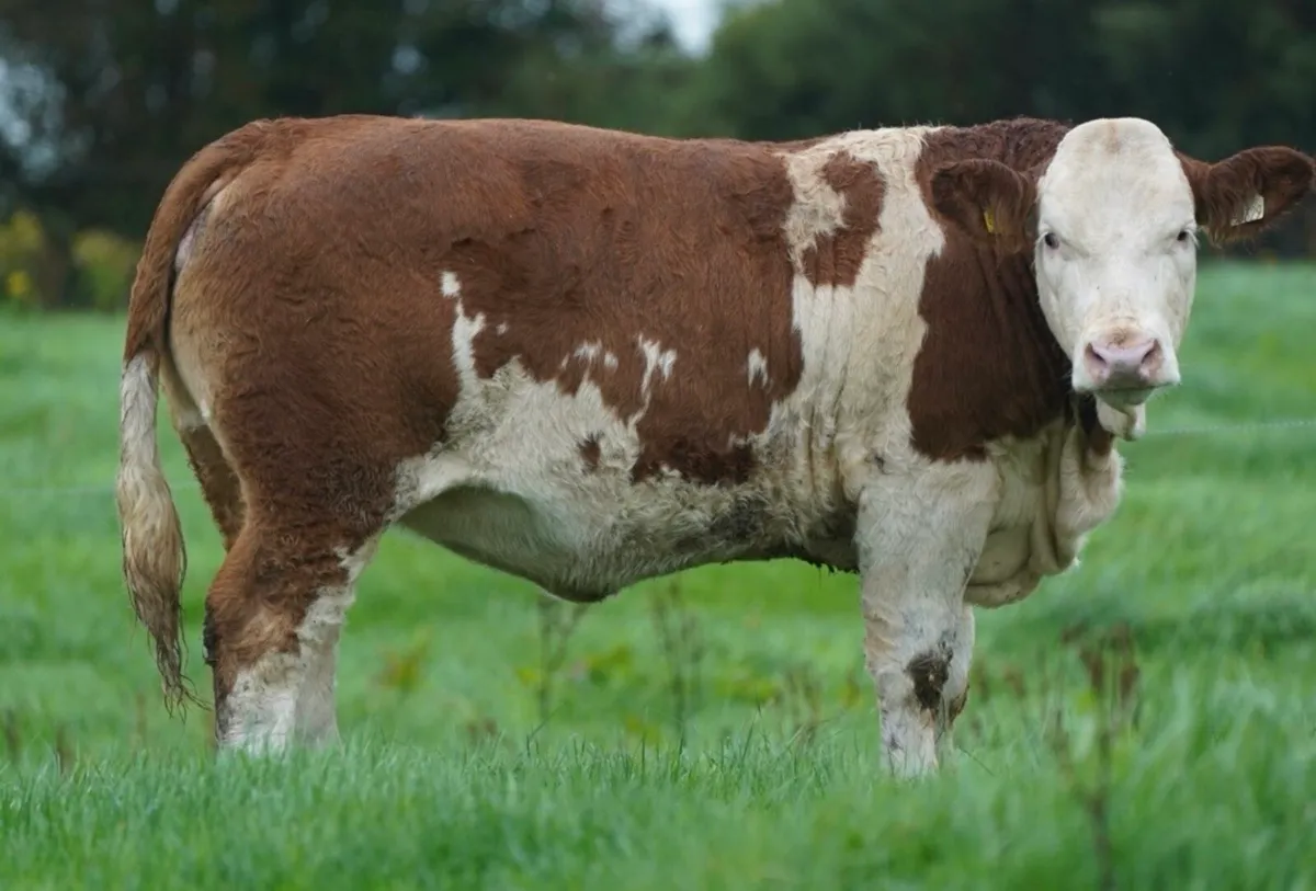 Simmental X Heifers for sale - Image 3